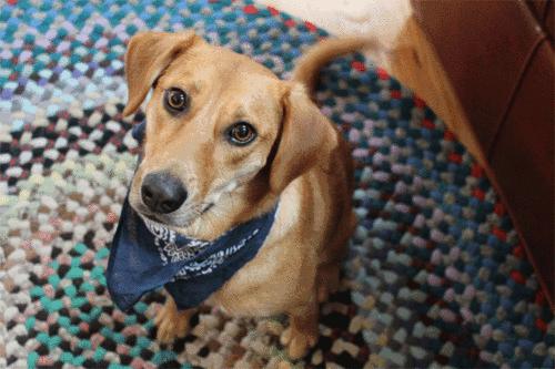 生活妙招：怎样去除狗狗身上的虱子？