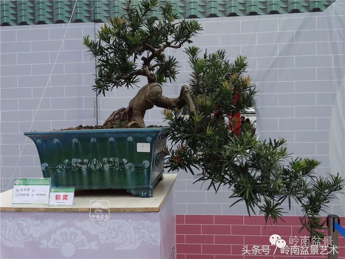 招财好运盆景,罗汉松开运招财