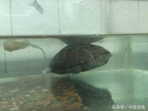 乌龟肠胃炎的预兆,庆大霉素治疗乌龟肠胃炎