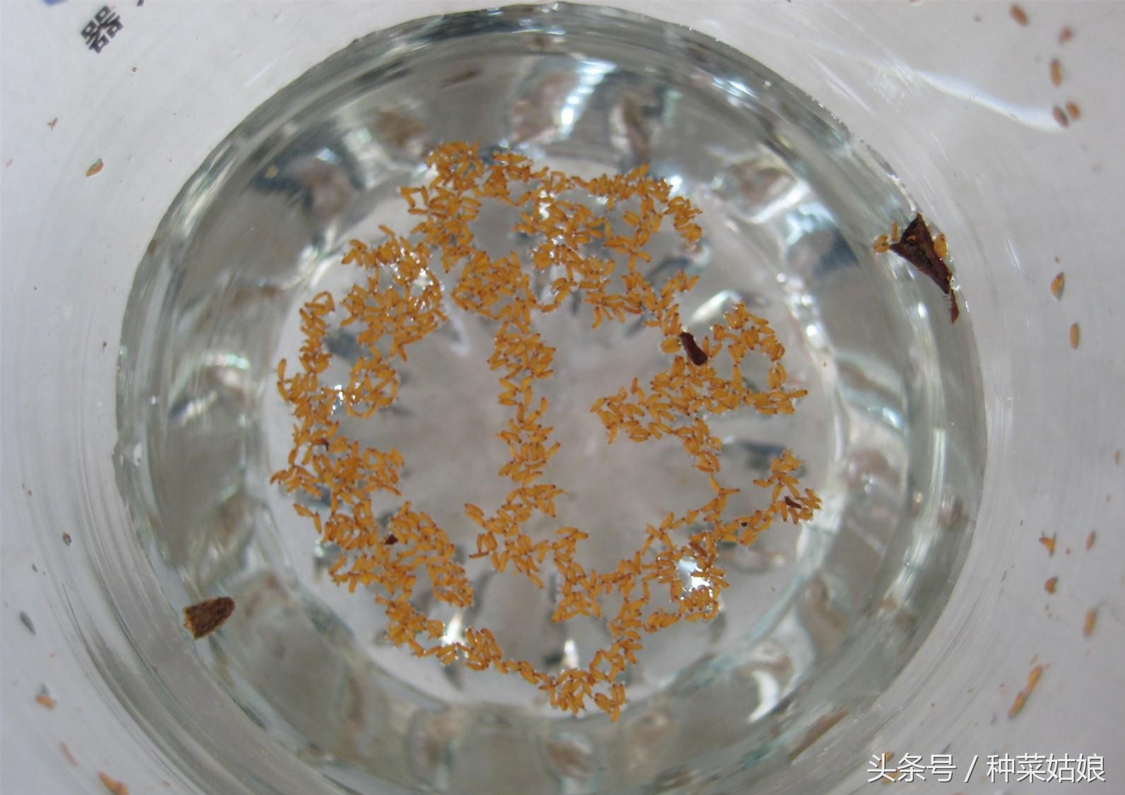 种植蔬菜有虫怎么办,种植蔬菜存在的问题