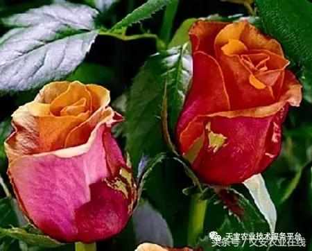 草莓灰霉病图谱及防治,黄皮果灰霉病图谱