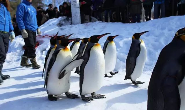 北海道自由行路线攻略,第一次去北海道去哪