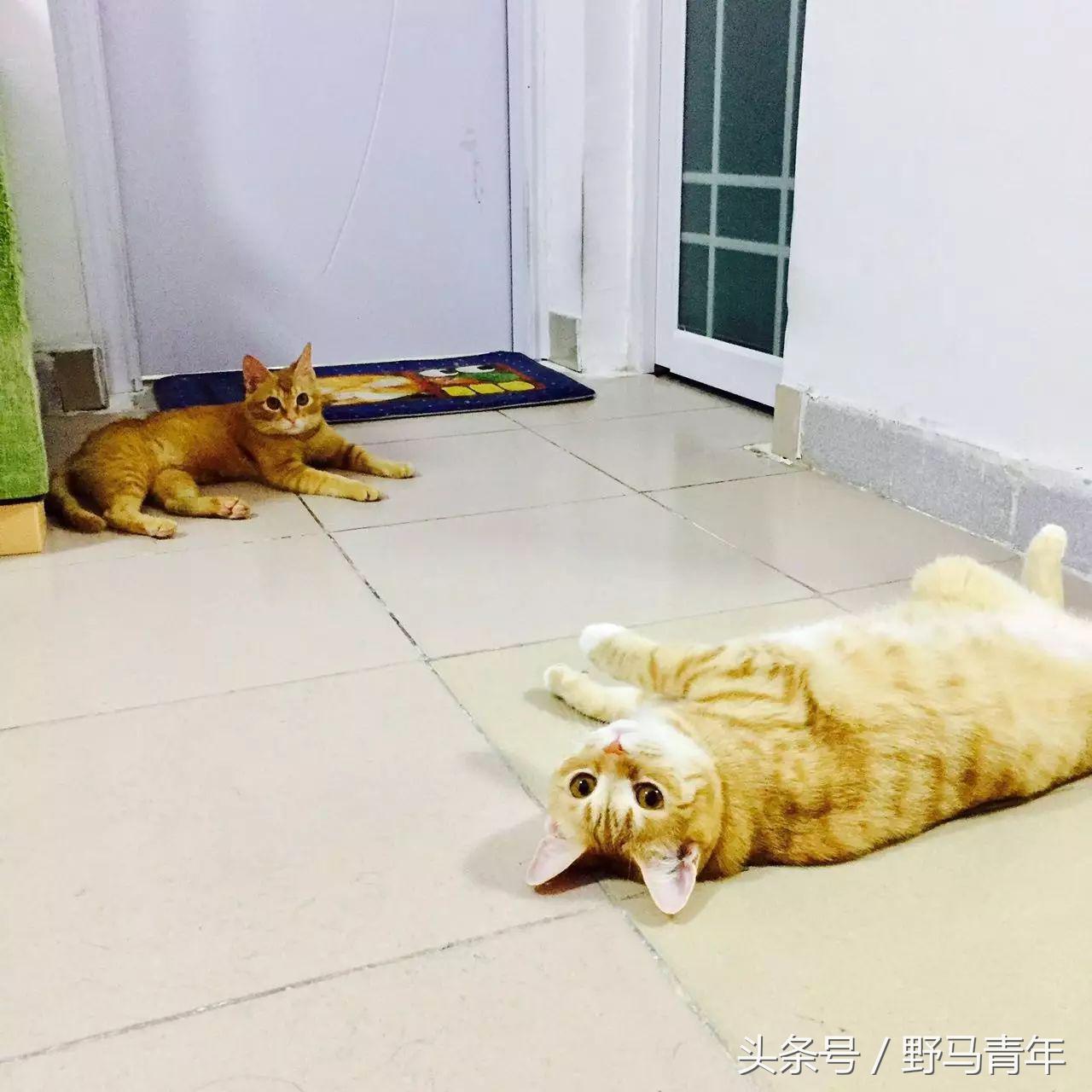 我一句说说而已，朋友就给我送了一只橘猫，结果她现在快20斤重