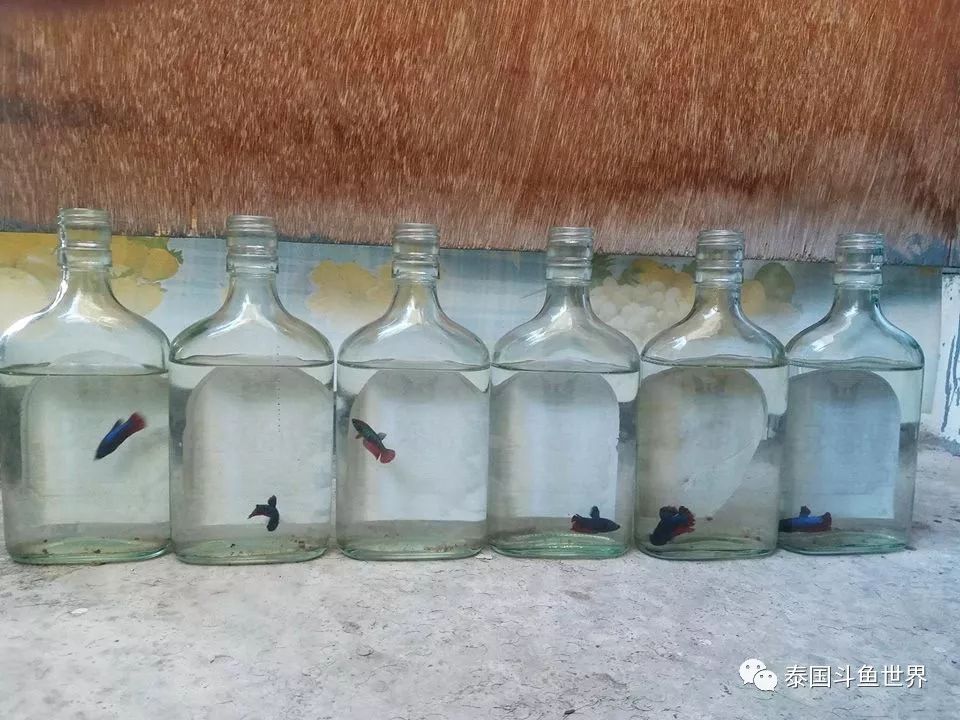 泰国斗鱼幼鱼喂什么,泰国斗鱼繁殖公鱼奇怪表现