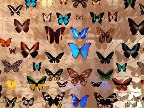 亲子推荐│蝶梦山丘—让蝶入梦、与蝶共舞