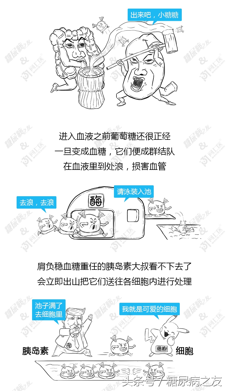 二甲双胍控糖药效多久,二甲双胍控制血糖效果