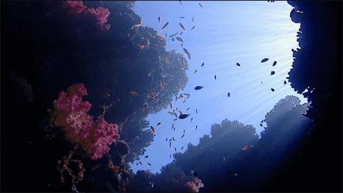 海参吃了最主要有什么效果,老年人吃海参有哪些作用