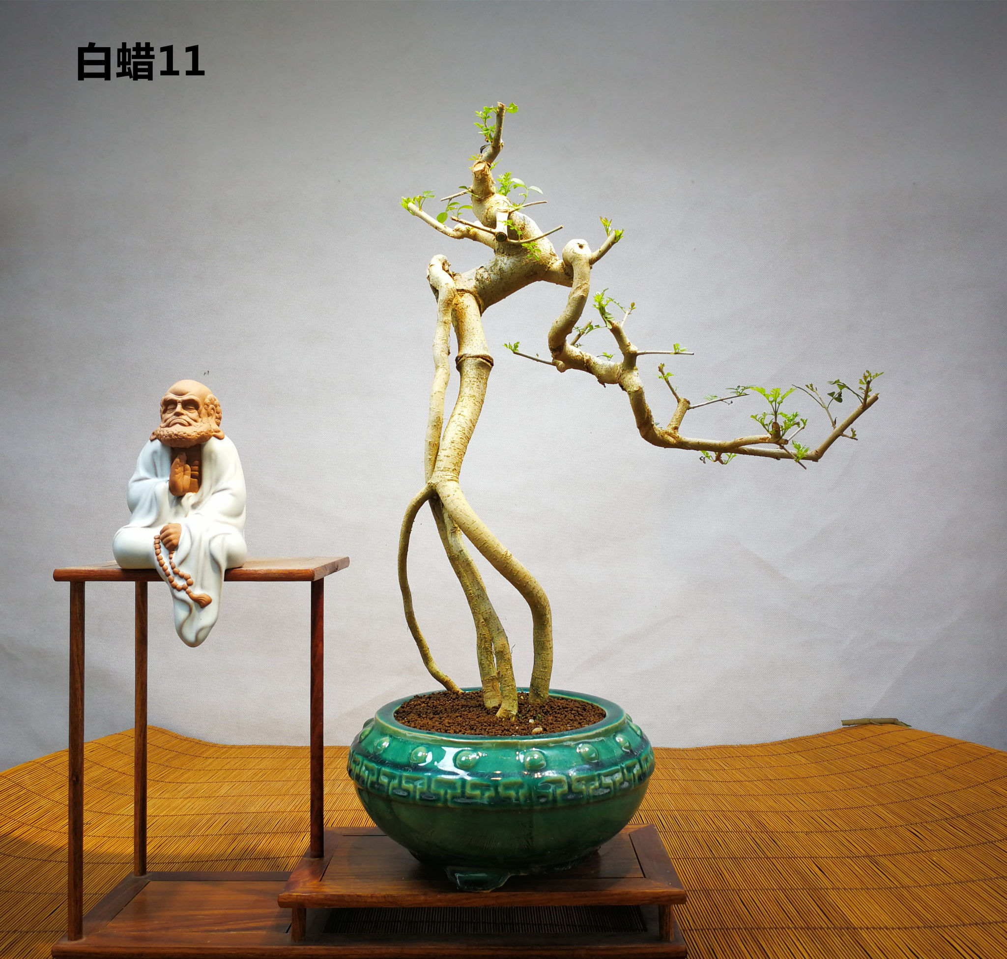 白蜡提根抱石盆景,高提根对节白蜡盆景