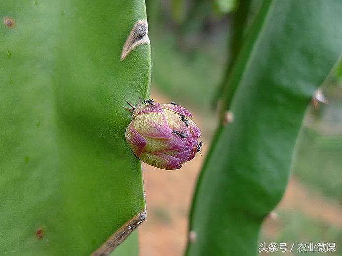 蚂蚁防治最好方法,蚂蚁防治小妙招