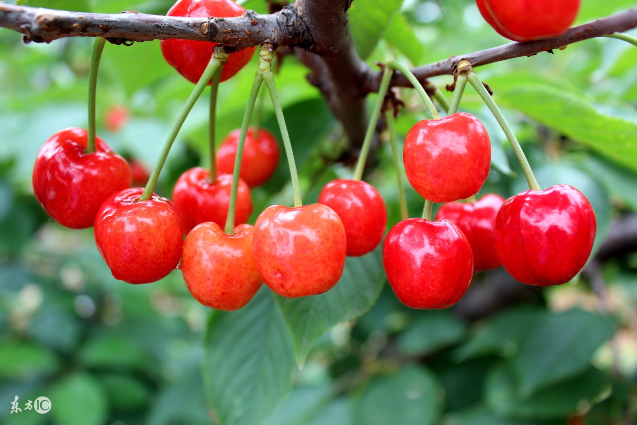 樱桃胡萝卜的种植方法,樱桃的种植栽培技术