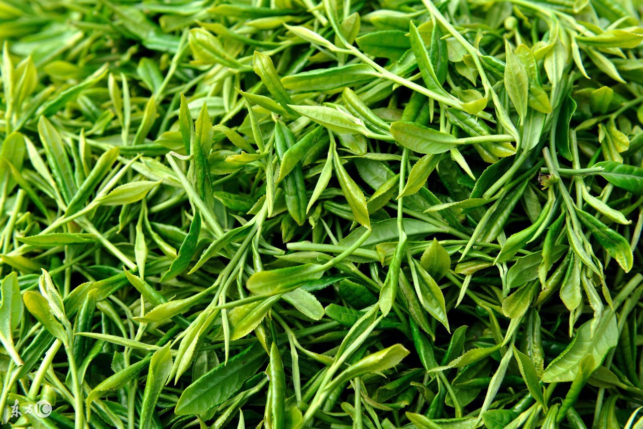 金坛雀舌茶如何冲泡,九龙营养课堂