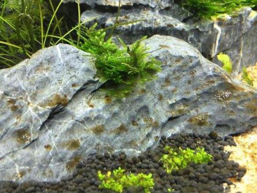 草缸怎么避免长藻,长黑毛藻的水草泥怎么处理