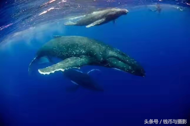 汤加的珍惜鲸鱼银币
