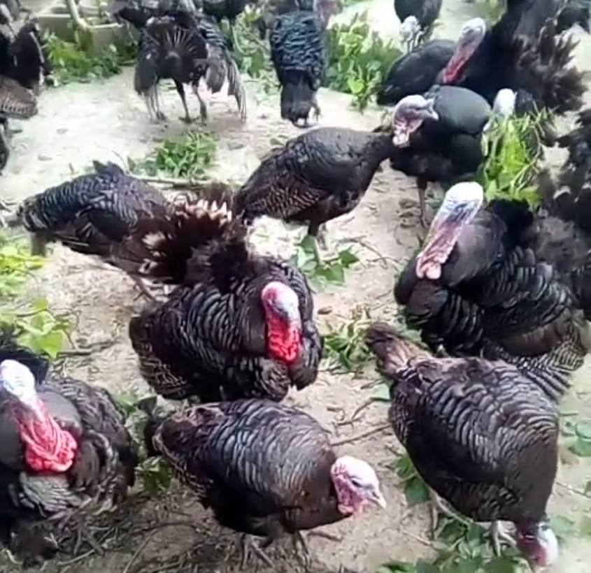 农村小伙养火鸡,营养价值具有“一高二低”的优点,一斤卖15元