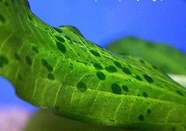 草缸怎么避免长藻,长藻怎么处理最好