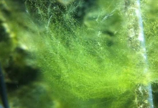草缸怎么避免长藻,长藻怎么处理最好