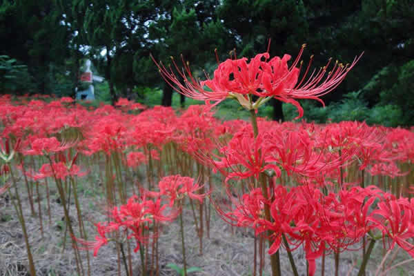 世界上最奇葩的草,世上最不可思议的植物