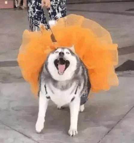 哈士奇千千万，目前网上的“网红”哈士奇是哪条呢？