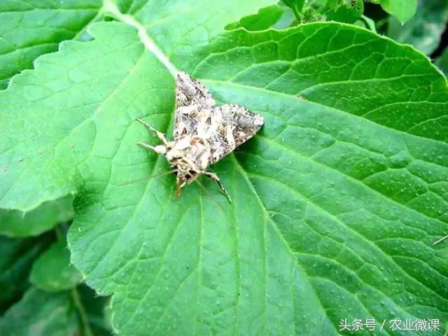 西瓜被虫咬怎么办,西瓜青虫怎么处理