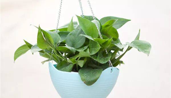 家里的植物叶子发黄怎么回事,叶子发黄的原因与处理方法