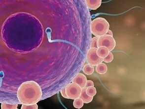 不孕不育的5大原因和表现,不孕不育的卵子是怎样的