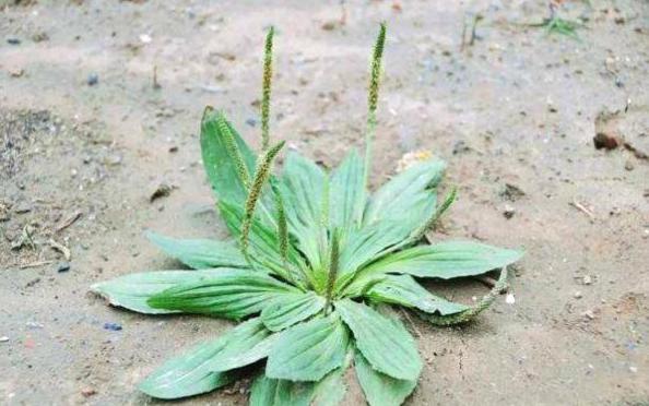 治疗结石最好的偏方,治好结石的方法有哪些