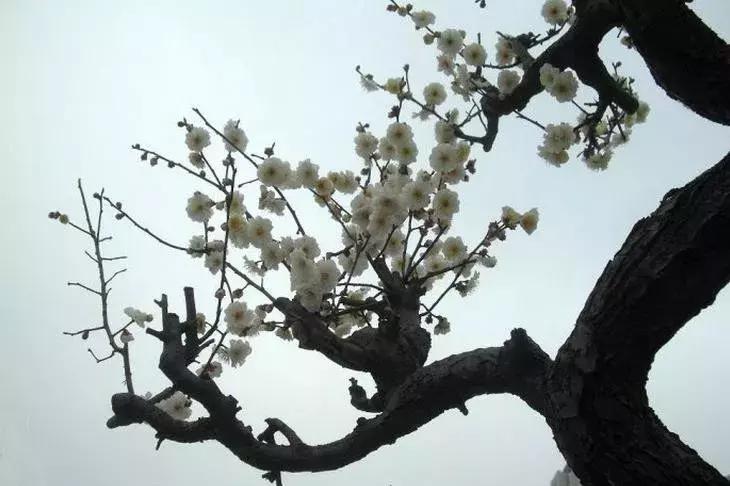 日本梅花品种和中国梅花区别,梅花十大稀有品种哪种梅花最珍贵