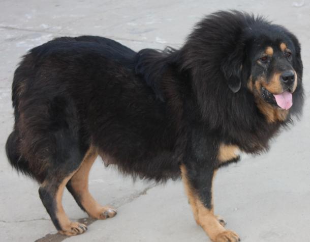 犬种百科之大白熊犬,犬种百科之澳大利亚梗犬