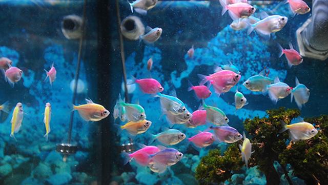 重庆汉海海洋公园团购,重庆汉海海洋公园