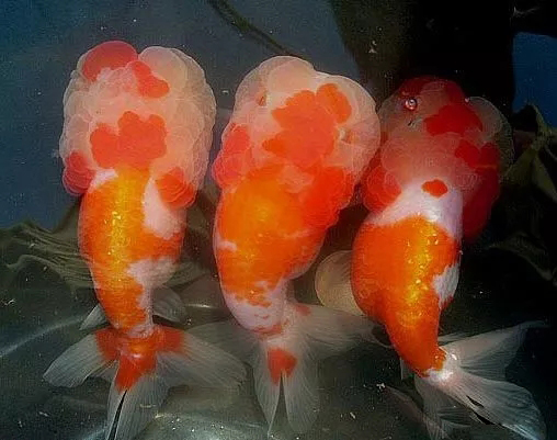 什么样的狮子头金鱼是精品,金鱼中的虎头和狮子头有什么区别