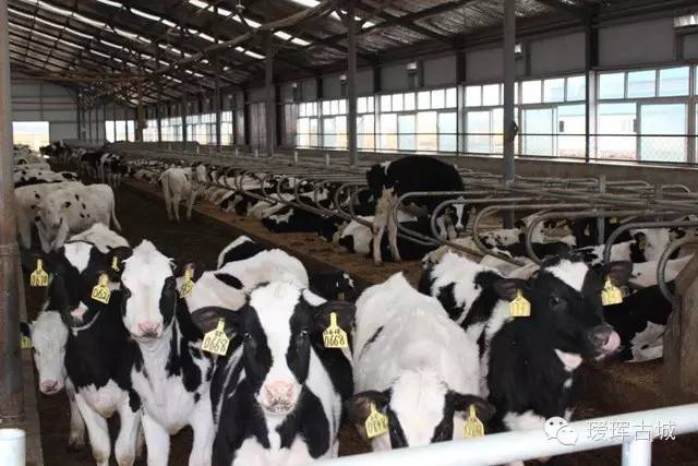 揭秘奶粉市场,黑河探店揭秘