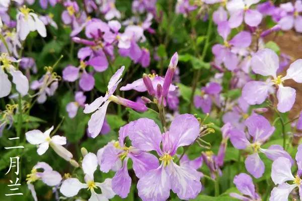 趣谈英文花名,趵突泉山大校区春天