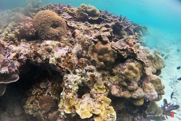 珊瑚海日本,陪你去看海底世界