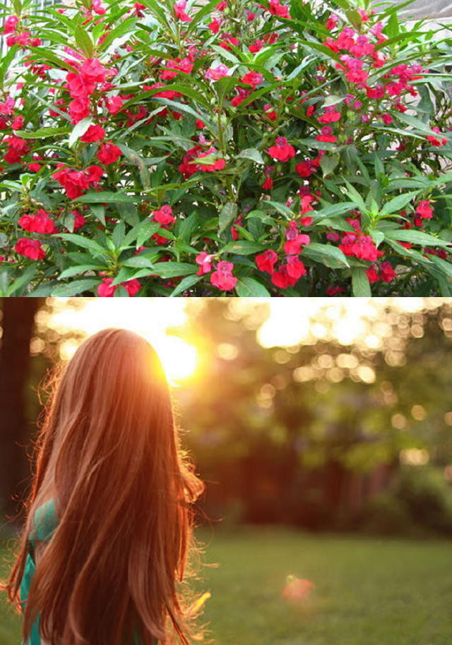 什么样的天然食品可以染发,天然染发的食物