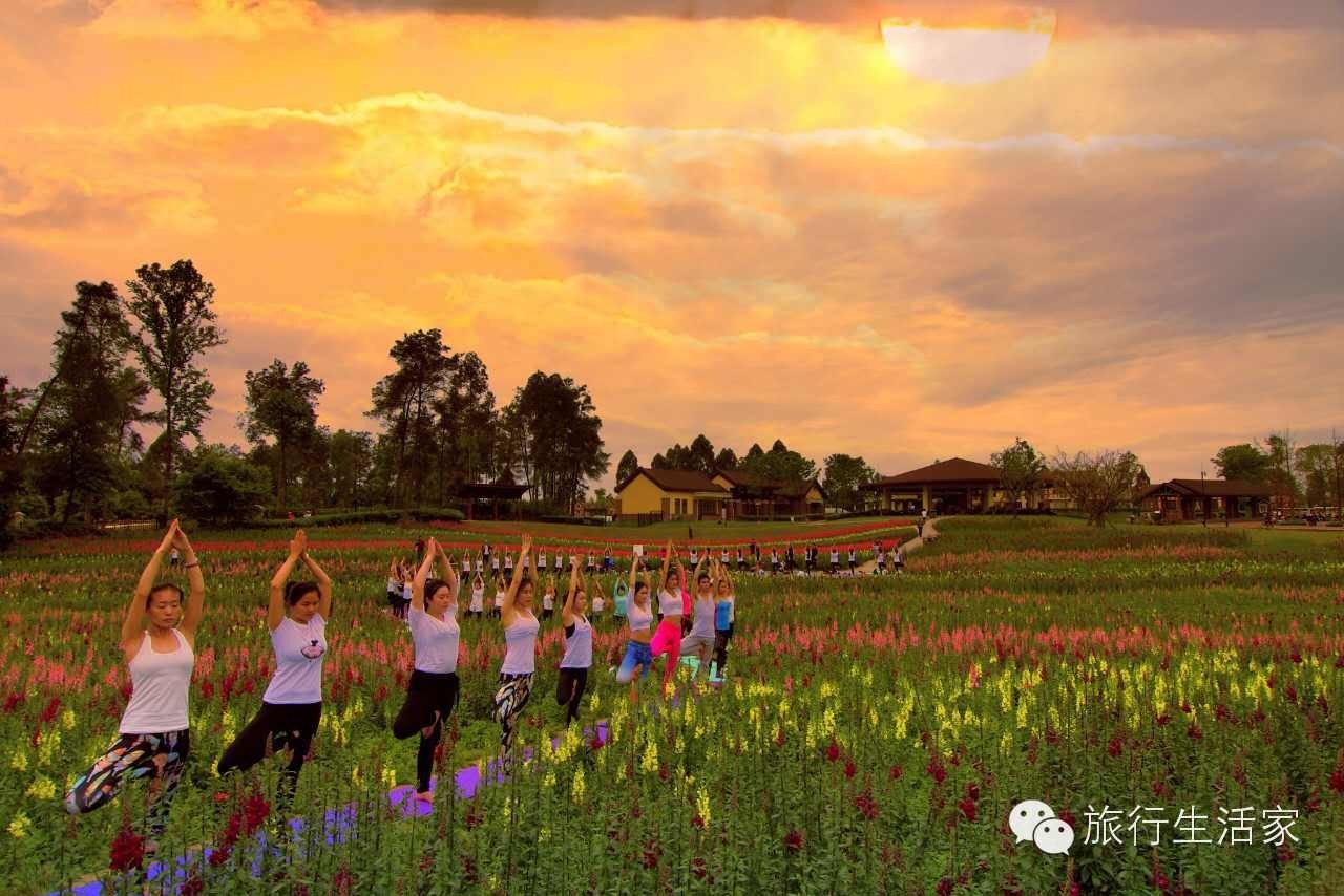 花海中最美的瑜伽,花海中的瑜伽动作