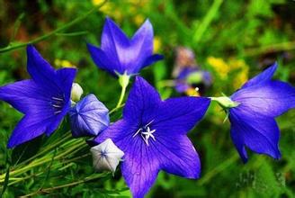 咳嗽痰多、咽痛、音哑、口舌生疮,这种蔬菜能治(附菜谱)