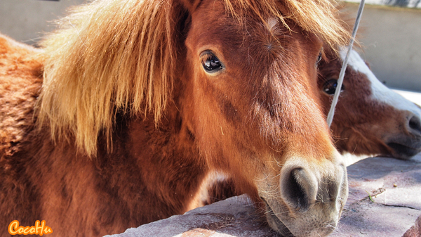 中南百草原景区动物园,中南百草原景区动物