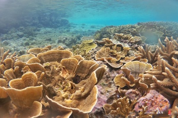 珊瑚海日本,陪你去看海底世界