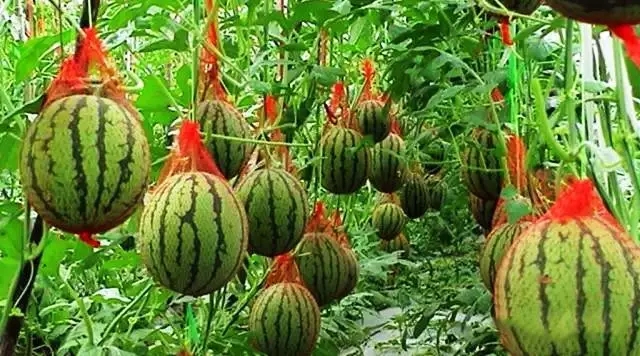 赏玫瑰摘西瓜这个假期有福喽