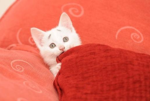 孕酮和hcg低怎么能提上去,孕酮和hcg都偏低还有希望吗