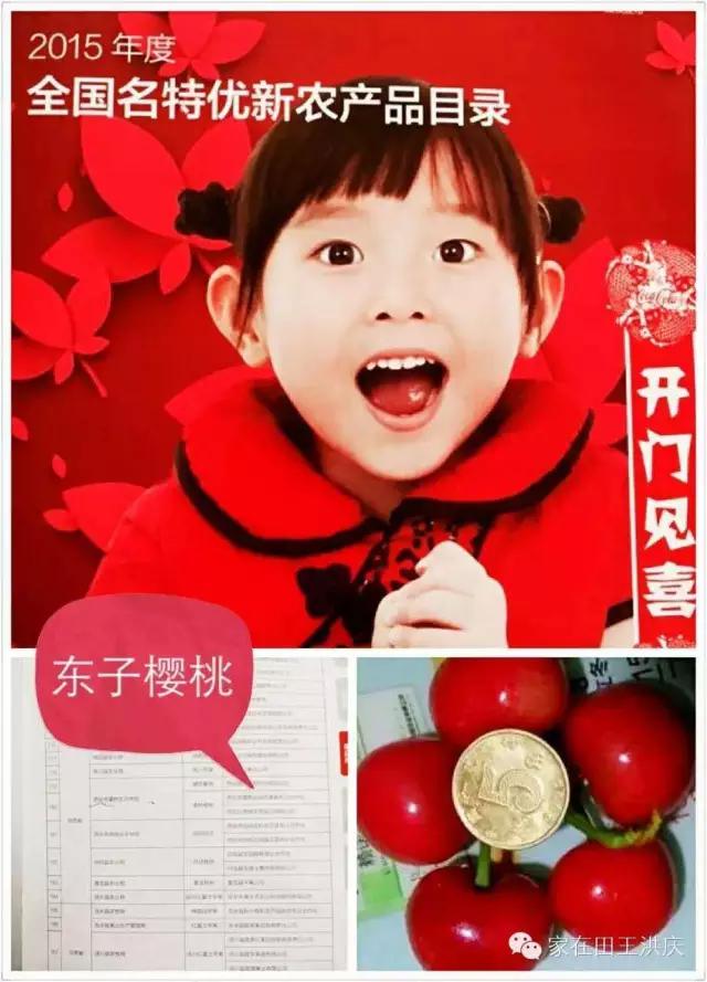 白鹿原采摘大樱桃,去白鹿原采摘樱桃