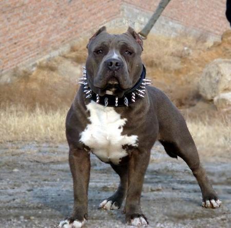 世界上能单挑野猪的动物,世界上敢和猛兽搏斗的犬