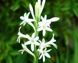 夏季花卉大棚降温最好的方法,夏季室外盆栽怎么降温