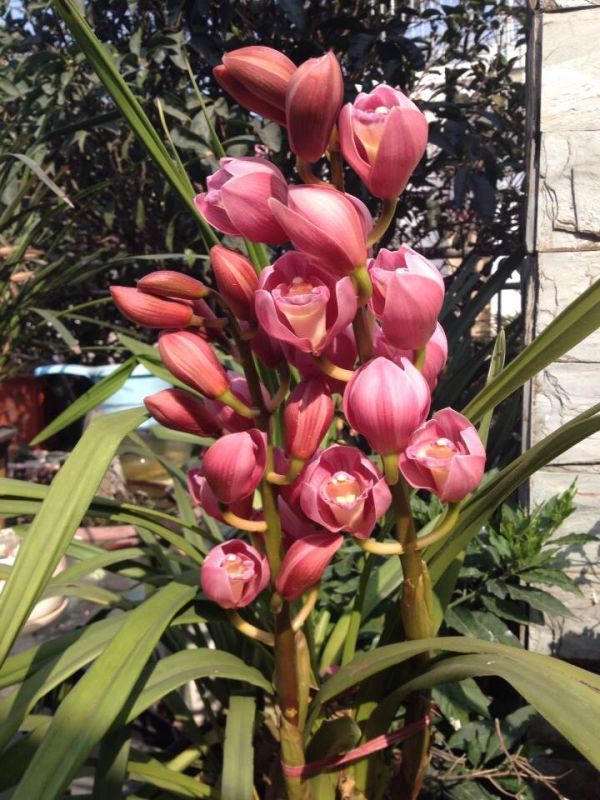 她，用旅行，战胜了癌症。