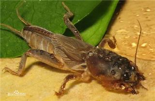 80后儿时的美食记忆,80后记忆中的美味零食你吃过几种