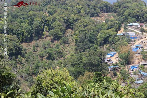 春茶之旅第二站：贡茶麻黑和新秀落水洞