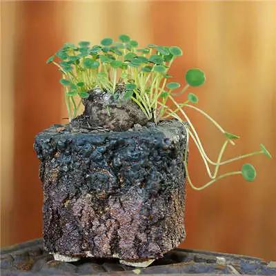 红梅多肉悬崖桩老桩,多肉老桩怎么养