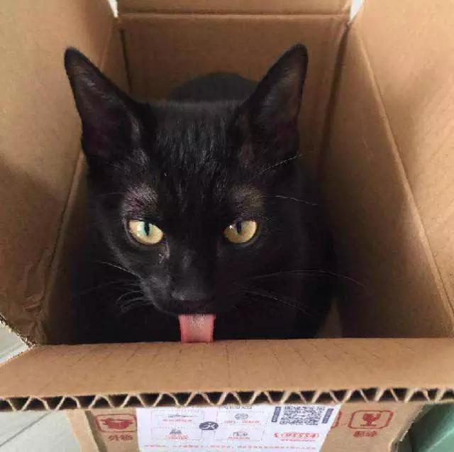 上海领养猫公益,上海领养狗狗店