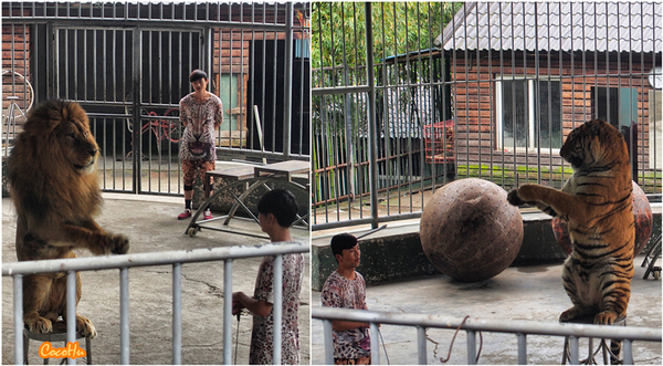 中南百草原景区动物园,中南百草原景区动物