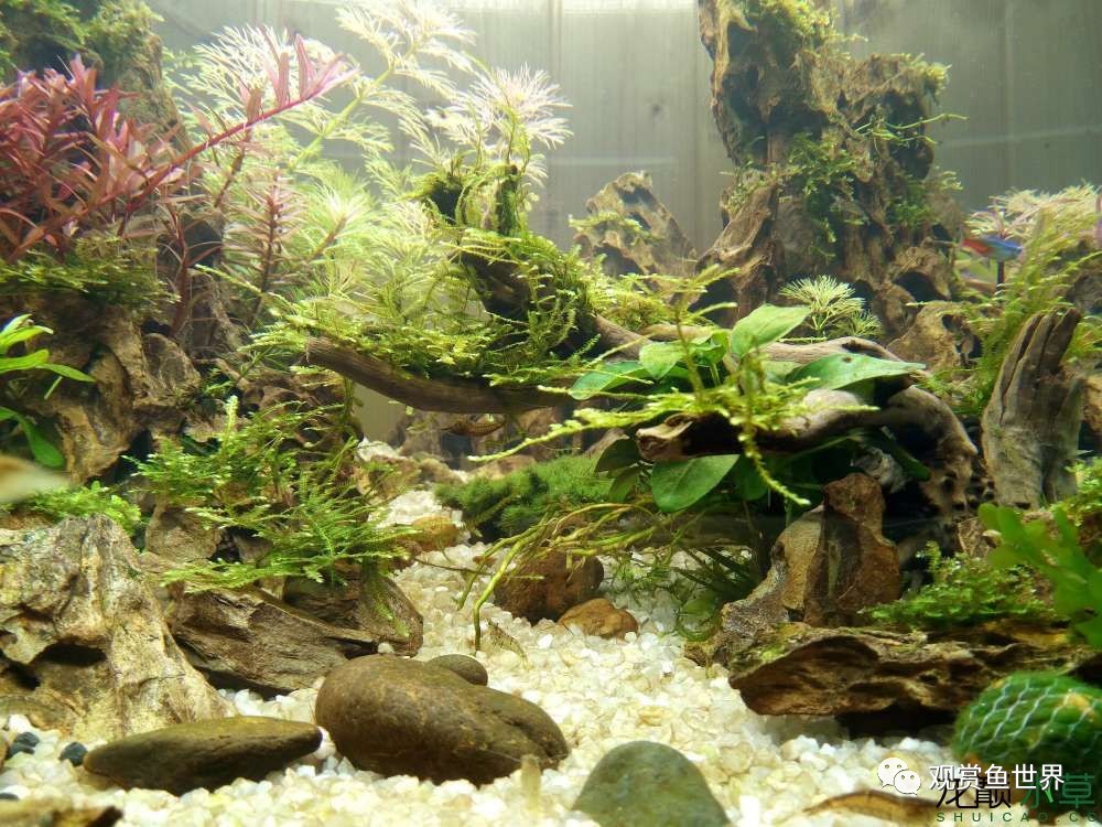 谦虚的新人晒一晒1米缸，“建缸”VS45天后（内涵多张细节图和详解！）